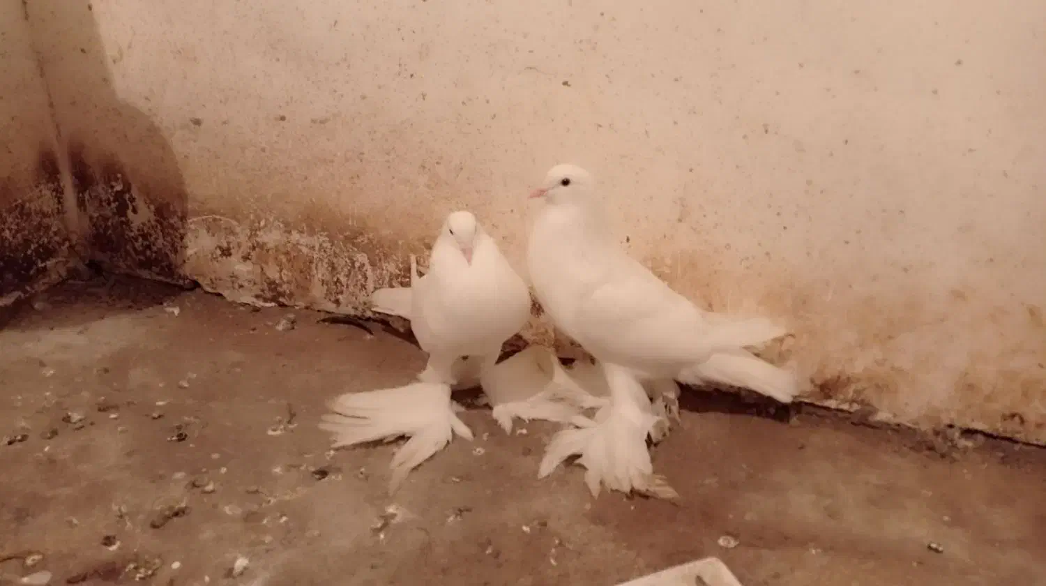 کبوتر بادکنکی|پرنده|دابودشت, |دیوار