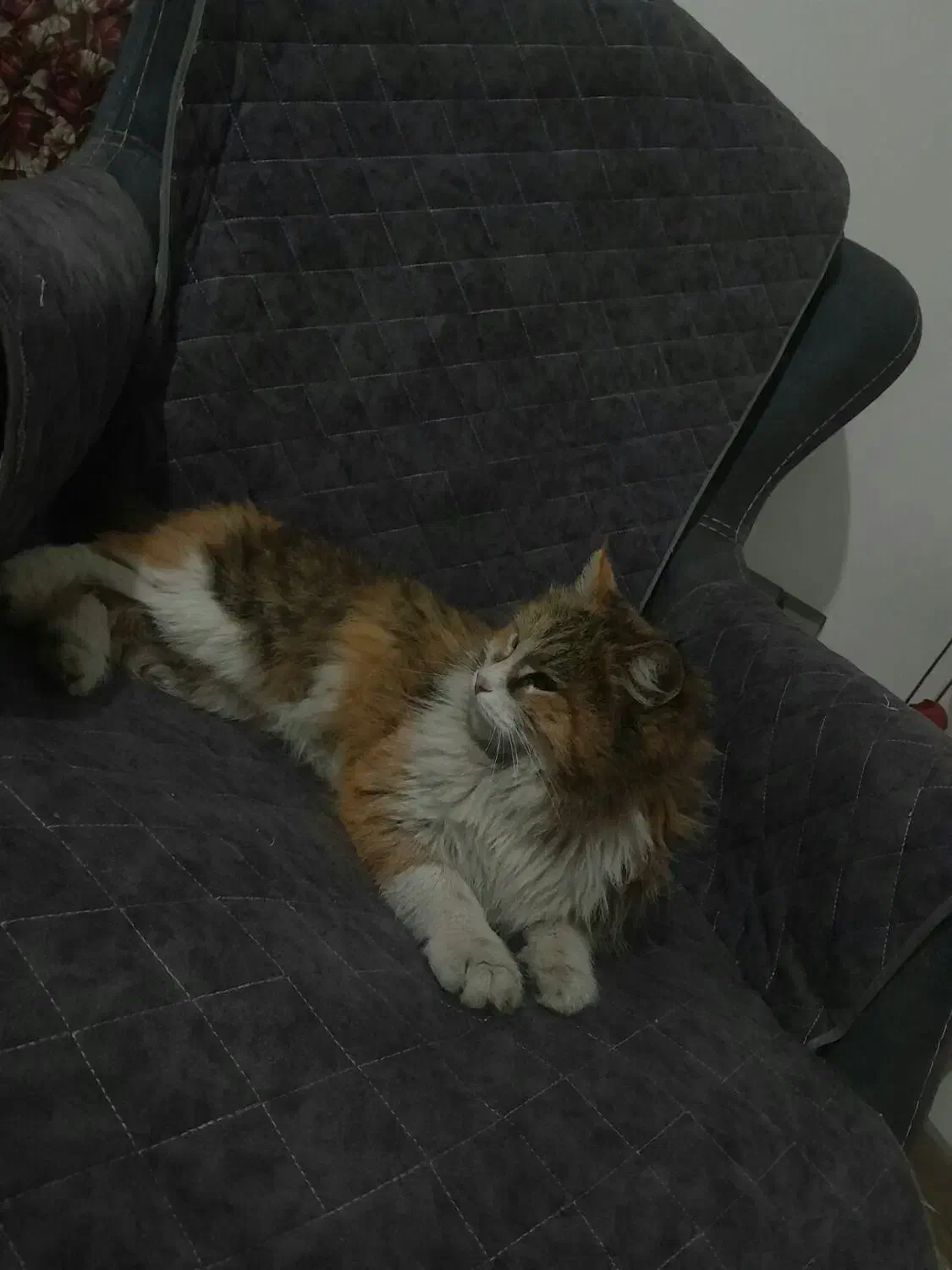 گربه ماده|گربه|کرمان, |دیوار