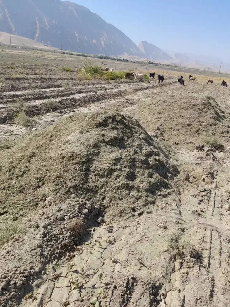 کاه لوبیا|لوازم جانبی حیوانات|دره شهر, |دیوار