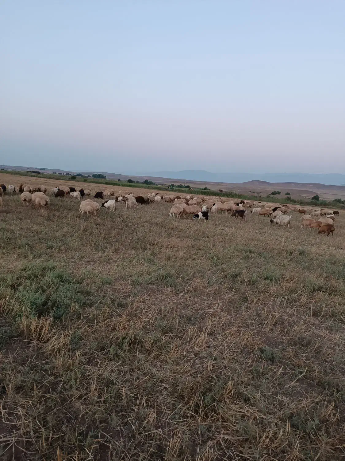 گوسفندچرانی چوپان عشایرنیازداریم|استخدام سرایداری و نظافت|چهاردانگه (آذربایجان), |دیوار