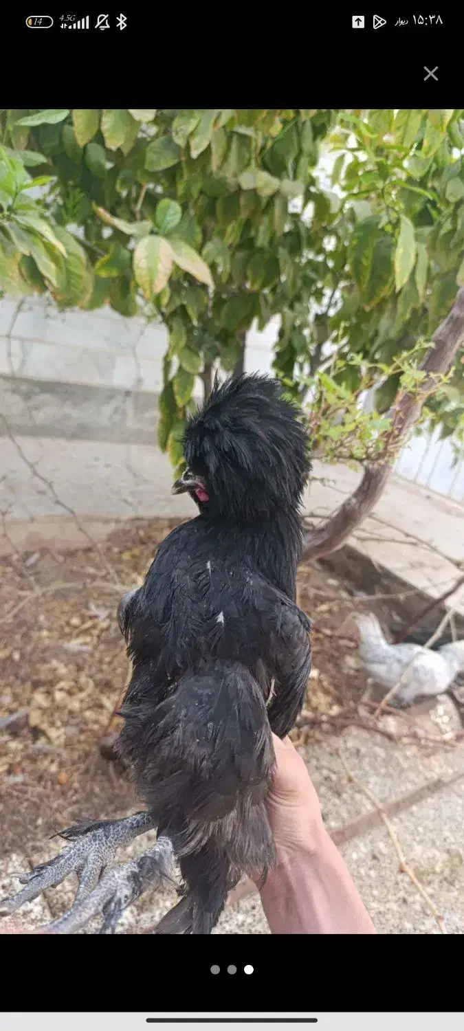 خروس لهستانی|حیوانات مزرعه|اردکان, |دیوار