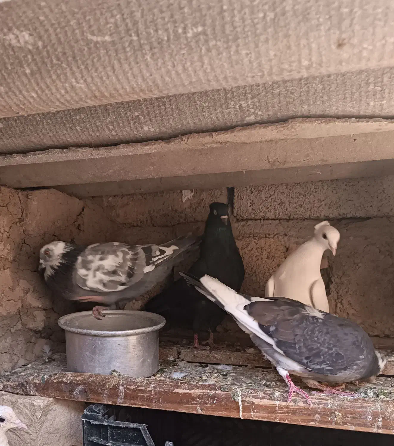 کبوتر زاق و تهرانی|پرنده|اسلام آباد, |دیوار