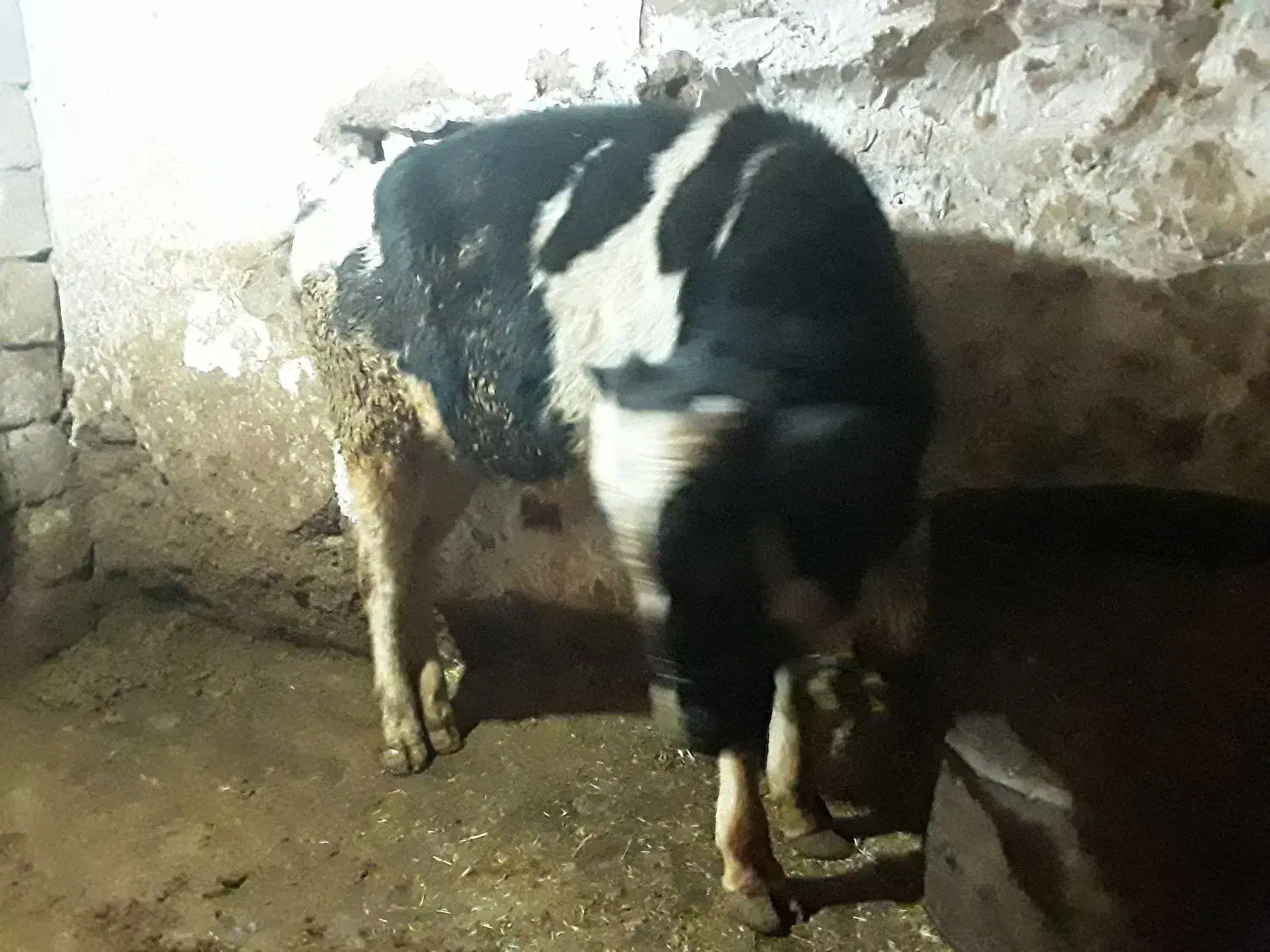 گاو نر|حیوانات مزرعه|بیرانوند, |دیوار