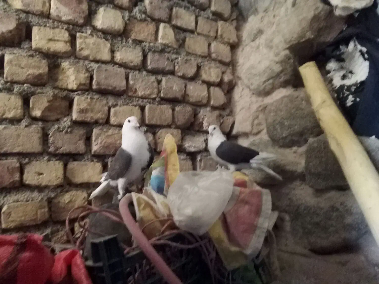 کفتر پشت  المانی|پرنده|قهستان, |دیوار