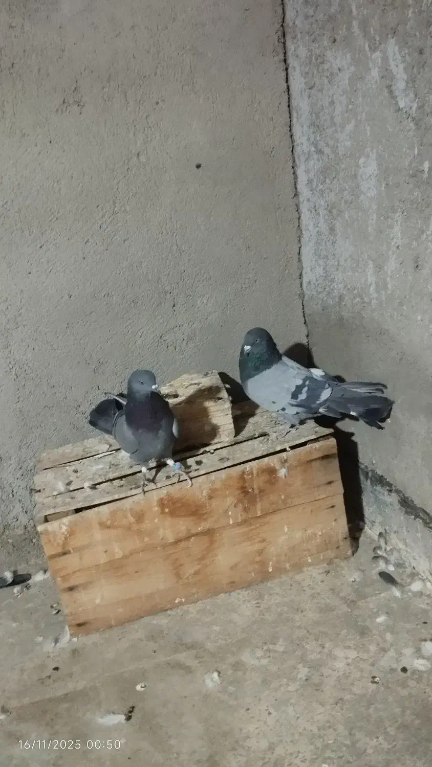 کفتر|پرنده|نسیمشهر, |دیوار