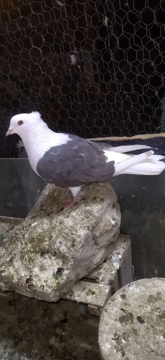 کفتر رنگی دمبی و کله دمبی و دوکتی ماده|پرنده|قم, دروازه ری|دیوار