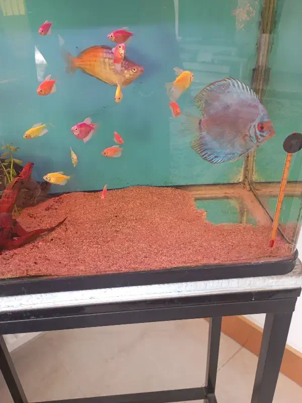 آکواریوم|ماهی|کرمان, |دیوار