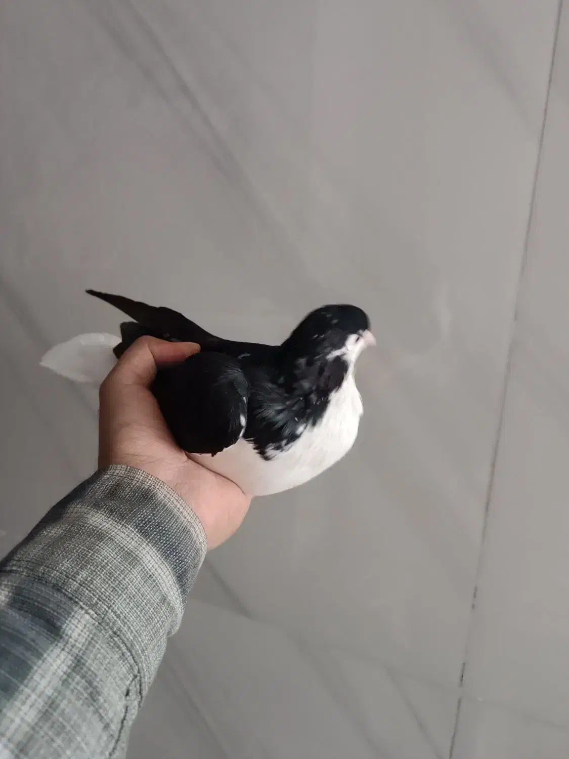 فروش کبوتر|پرنده|مشهد, قائم|دیوار