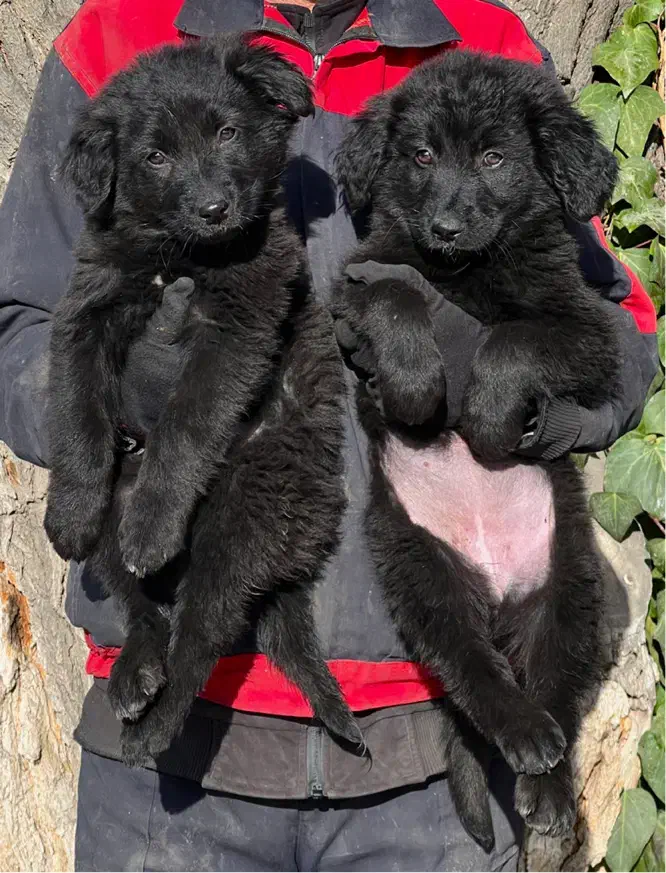 سگ ژرمن بلک نروماده دوماه باهم یکجای فی ۴۰ م ت|سگ|تهران, تهرانسر شرقی|دیوار