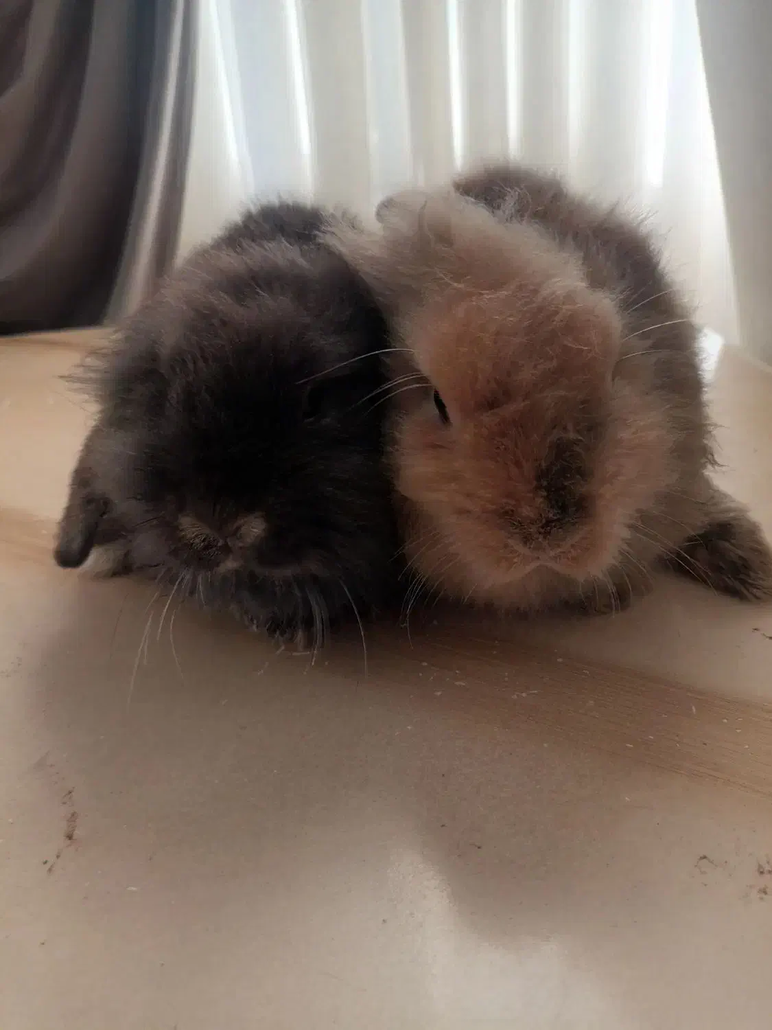 خرگوش لوپ ۲ ماه|موش و خرگوش|علی‌آباد کتول, |دیوار