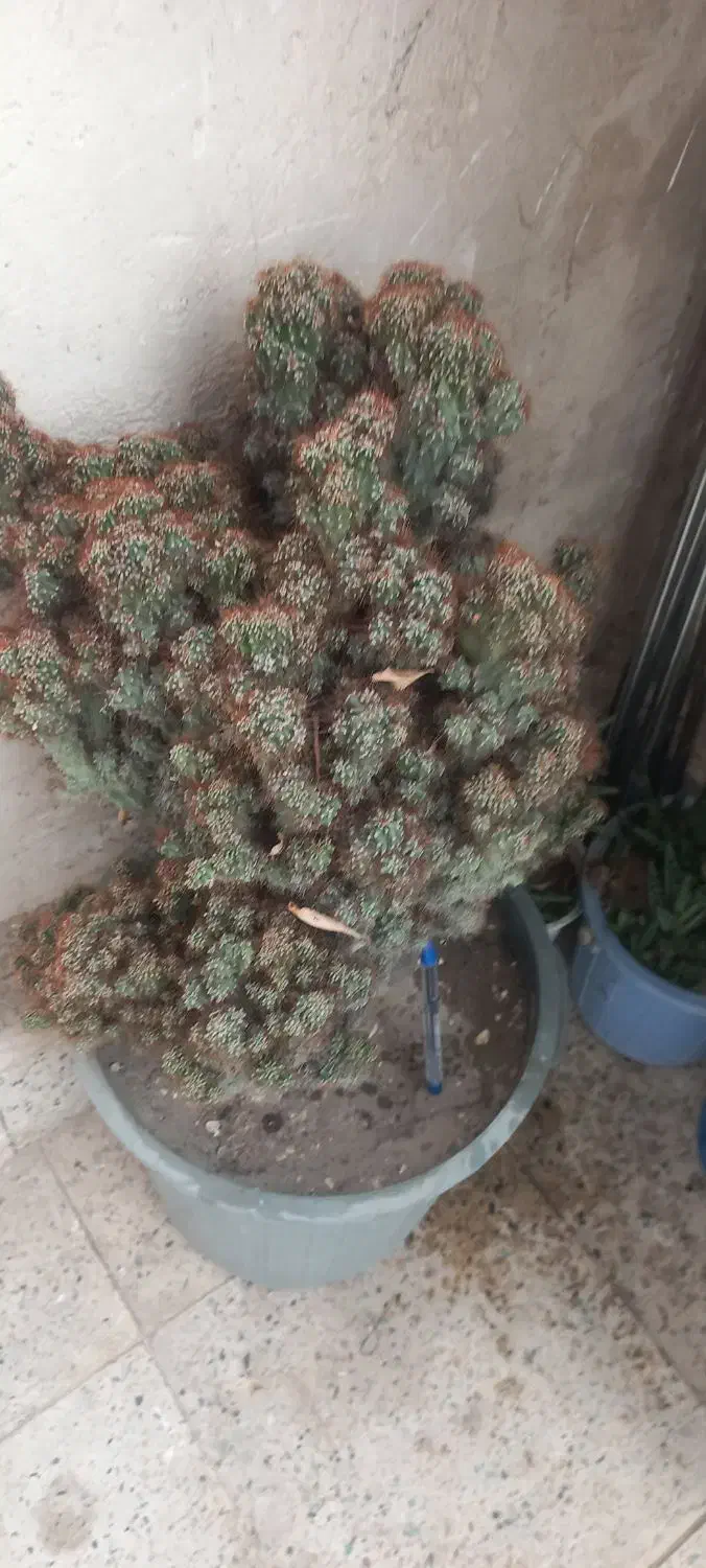 کاکتوس صخره ای|گل و گیاه طبیعی|خسروشاه, |دیوار