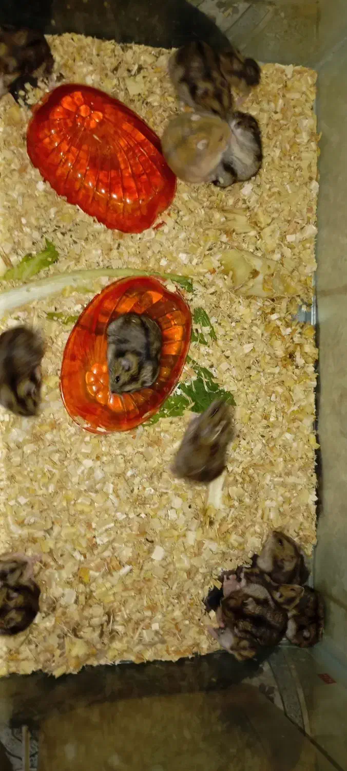 همستر|موش و خرگوش|تربت جام, خیرآباد|دیوار