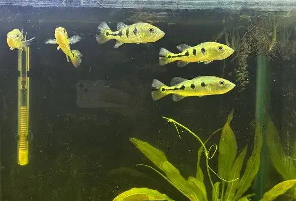 گله ۴ عددی پیکاک باس|ماهی|خرمآباد, |دیوار