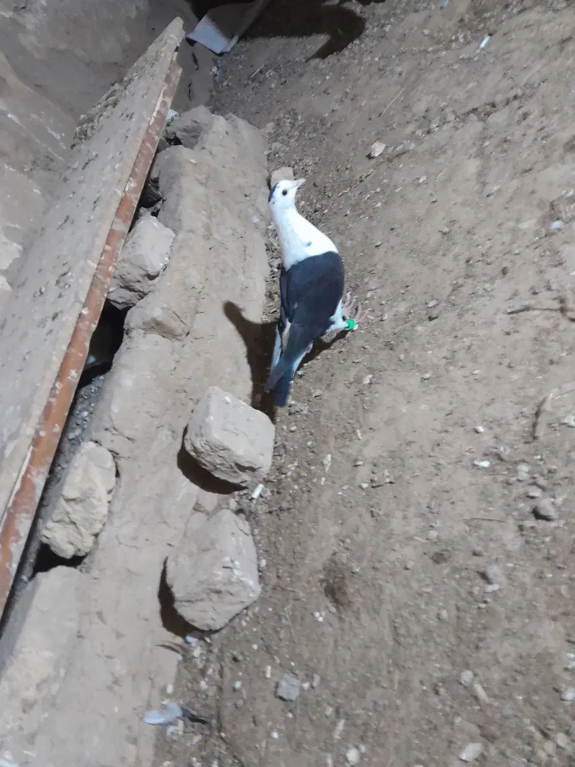 کفتر|پرنده|جلگه رخ, |دیوار