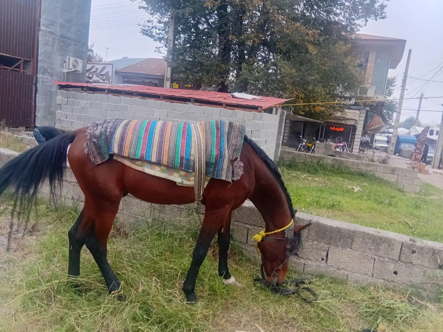 اسب دارم نجیب عرب کرد|اسب و تجهیزات اسبسواری|ماسال, |دیوار