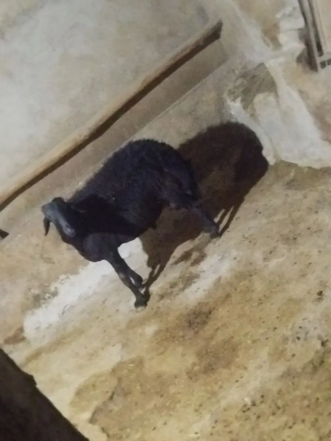 گوچ قره قزل|حیوانات مزرعه|ماهنشان, |دیوار