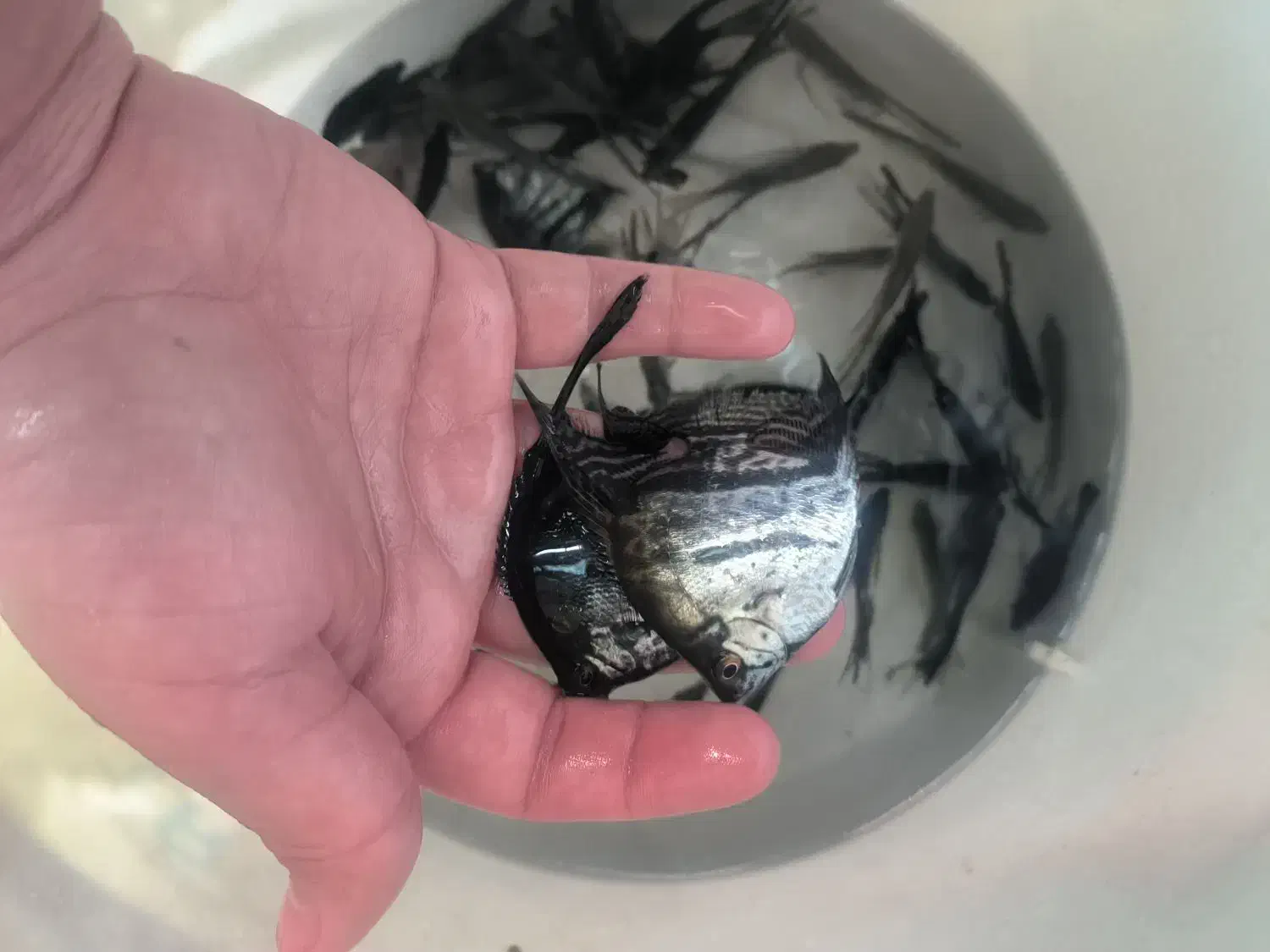 ماهی گلو فیش و انواع ماهی ولوازم|ماهی|شاهینشهر, فردوسی|دیوار