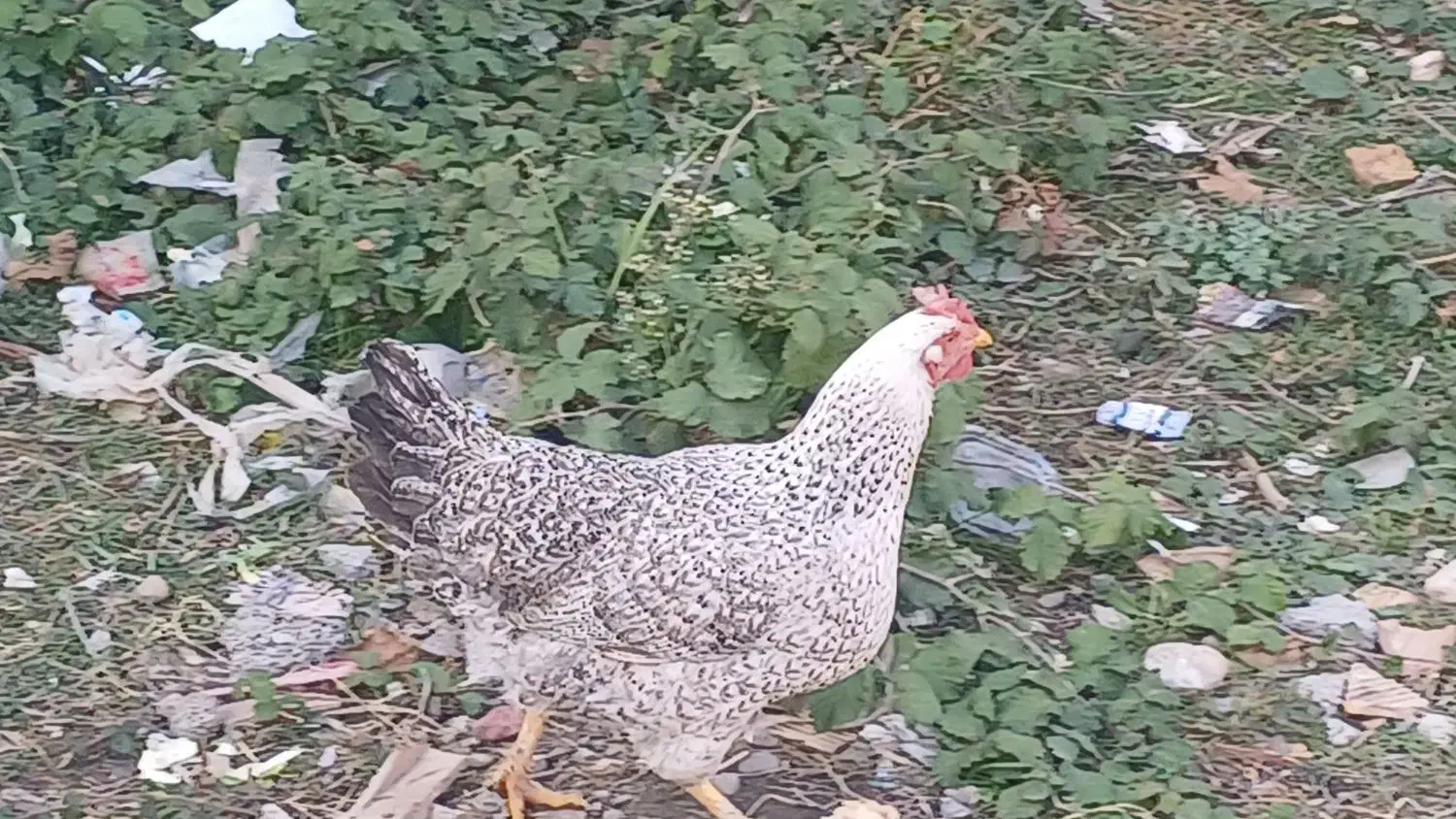 دوتا مرغ فروشی|حیوانات مزرعه|فاضل آباد, |دیوار