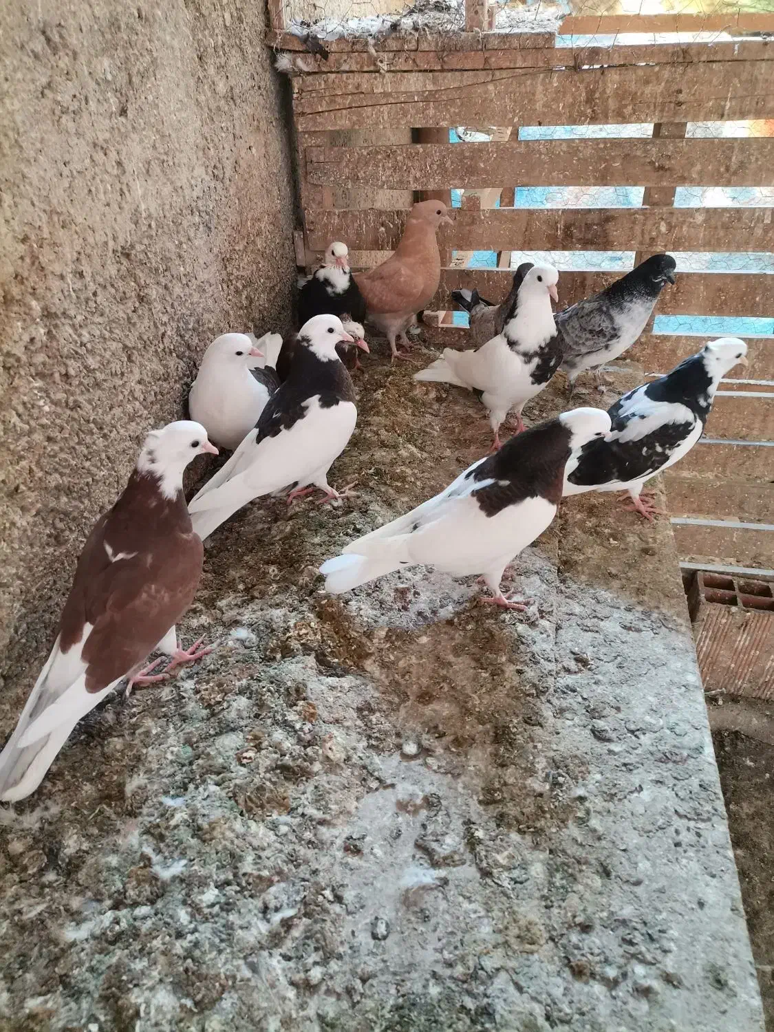 فروش جوجه کبوتر|پرنده|بهشهر, |دیوار