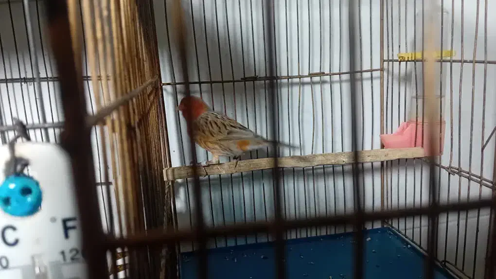 فروش قناری اوپال نر مست|پرنده|اندیمشک, |دیوار