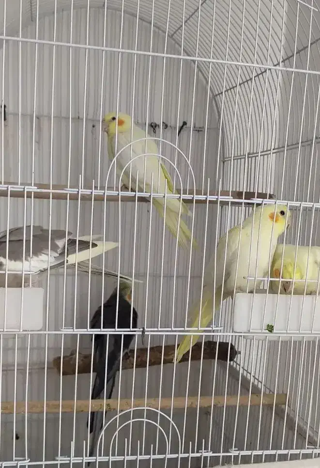 پرنده|پرنده|مریوان, |دیوار