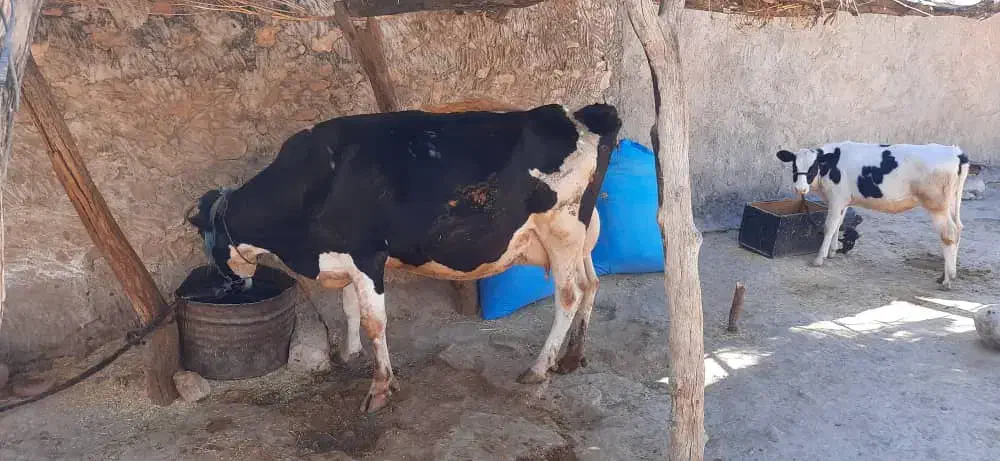 گاو شیر با گوساله|حیوانات مزرعه|دهدشت, |دیوار