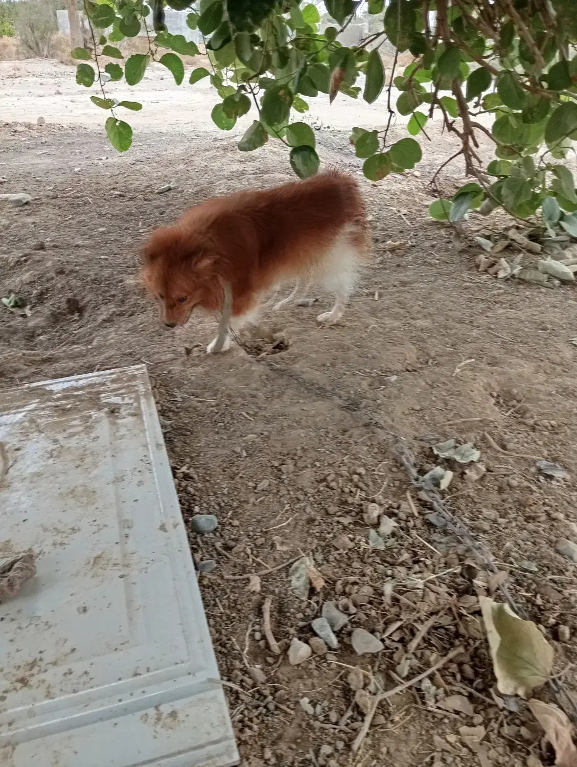 سگ پاکوتاه پامری|سگ|کهنوج, |دیوار