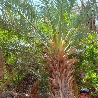 فروش آب و زمین کشاورزی در نهبندان روستای چاهداشی|فروش دفتر صنعتی، کشاورزی، تجاری|نهبندان, |دیوار