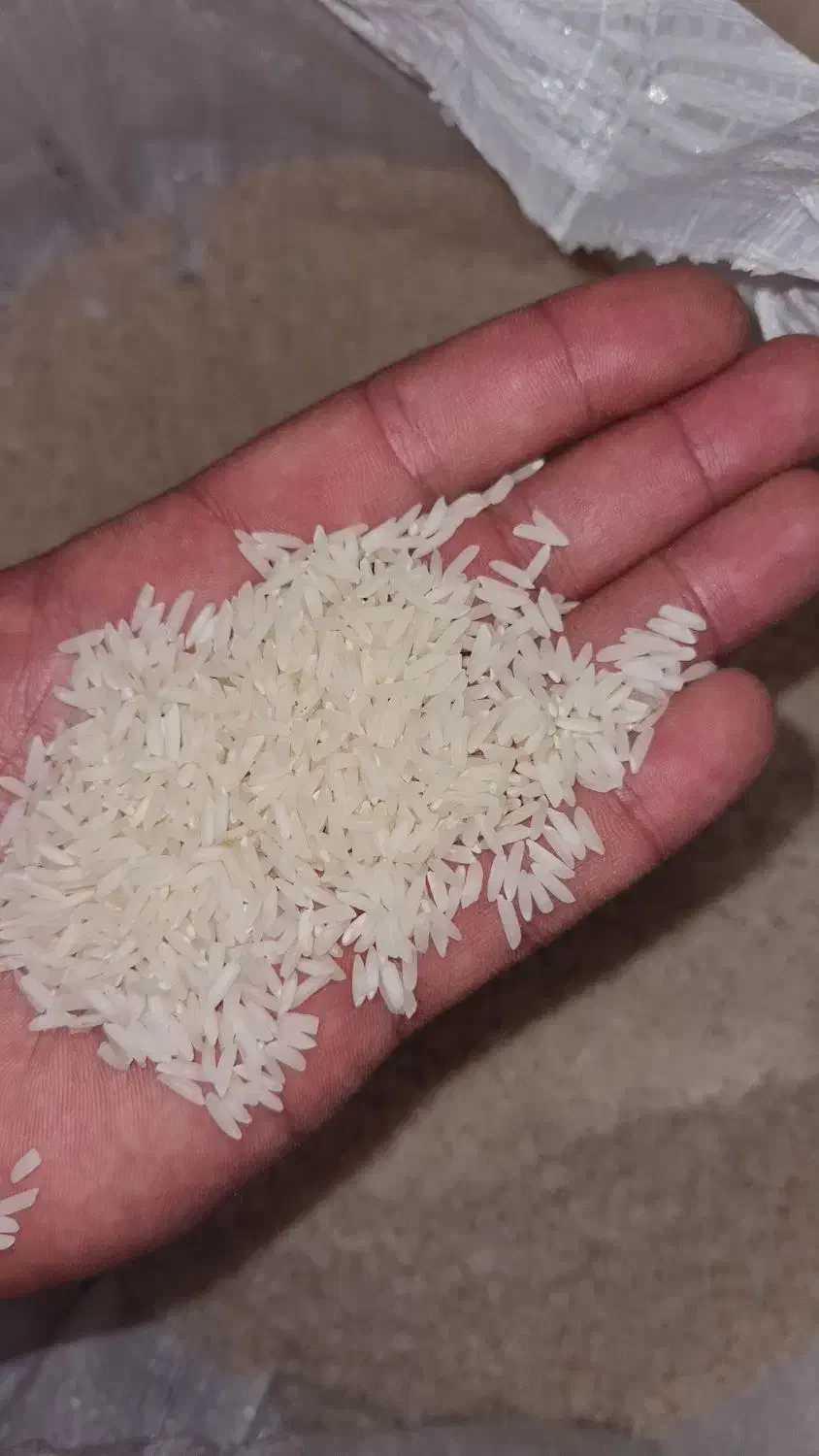 برنج هاشمی طارم اعلا|خوردنی و آشامیدنی|رشت, دخانیات|دیوار