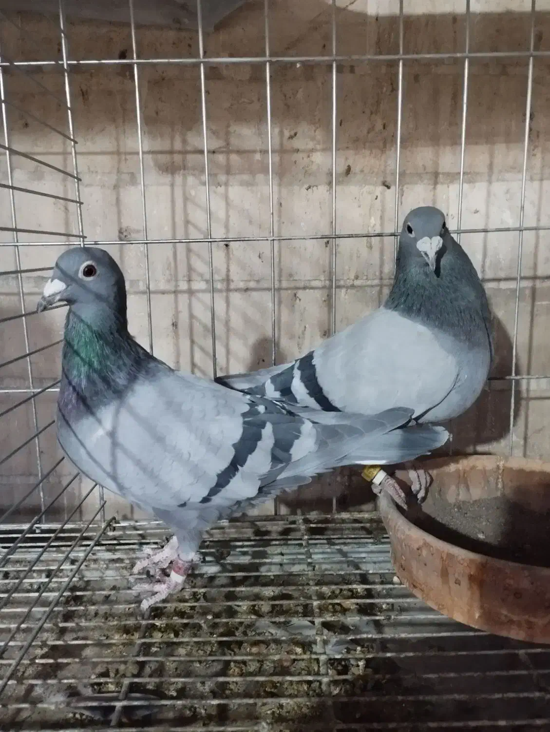 مسافتی آردن و بلژیک.. پیتر مروی ،ون روی،جانسون|پرنده|اصفهان, عطار نیشابوری|دیوار