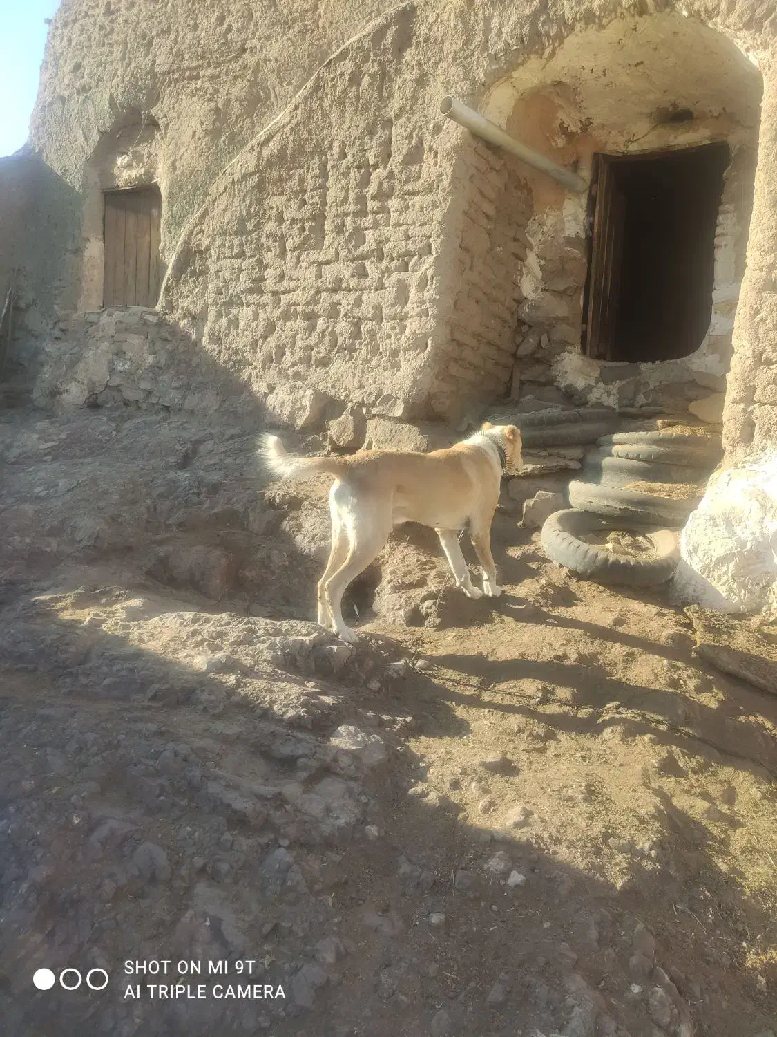 سگ گله|سگ|سبزوار, شرق کال میانی|دیوار