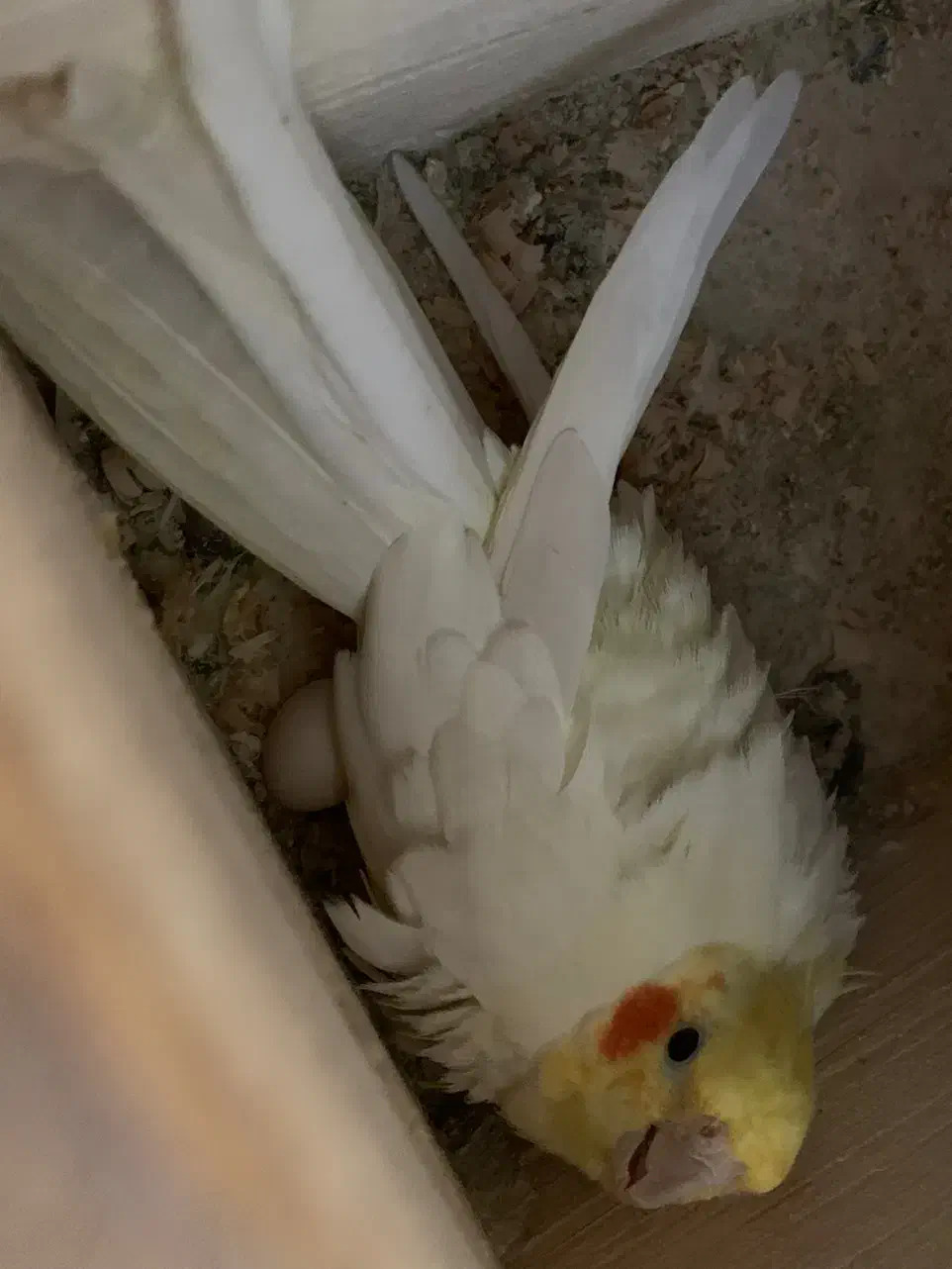 جفت عروس مولد ب شرط روی تخم|پرنده|ساری, |دیوار