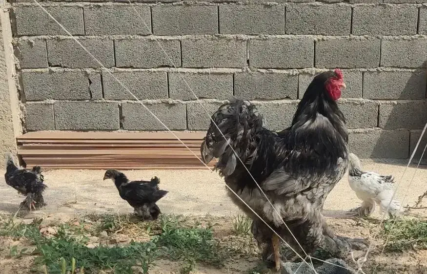 مرغ و خروس جوجه برهما لایت  بلو|حیوانات مزرعه|تهران, حافظیه|دیوار