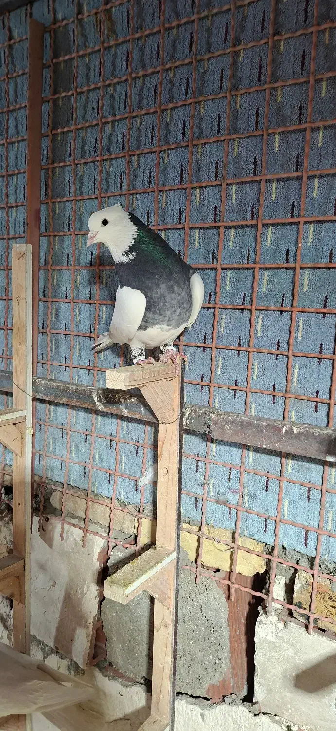 غریب کفتر|پرنده|بجنورد, |دیوار