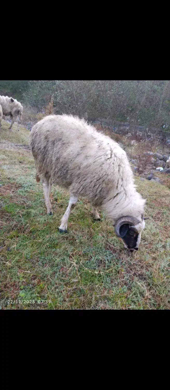 گوسفند نر|حیوانات مزرعه|اطاقور, |دیوار