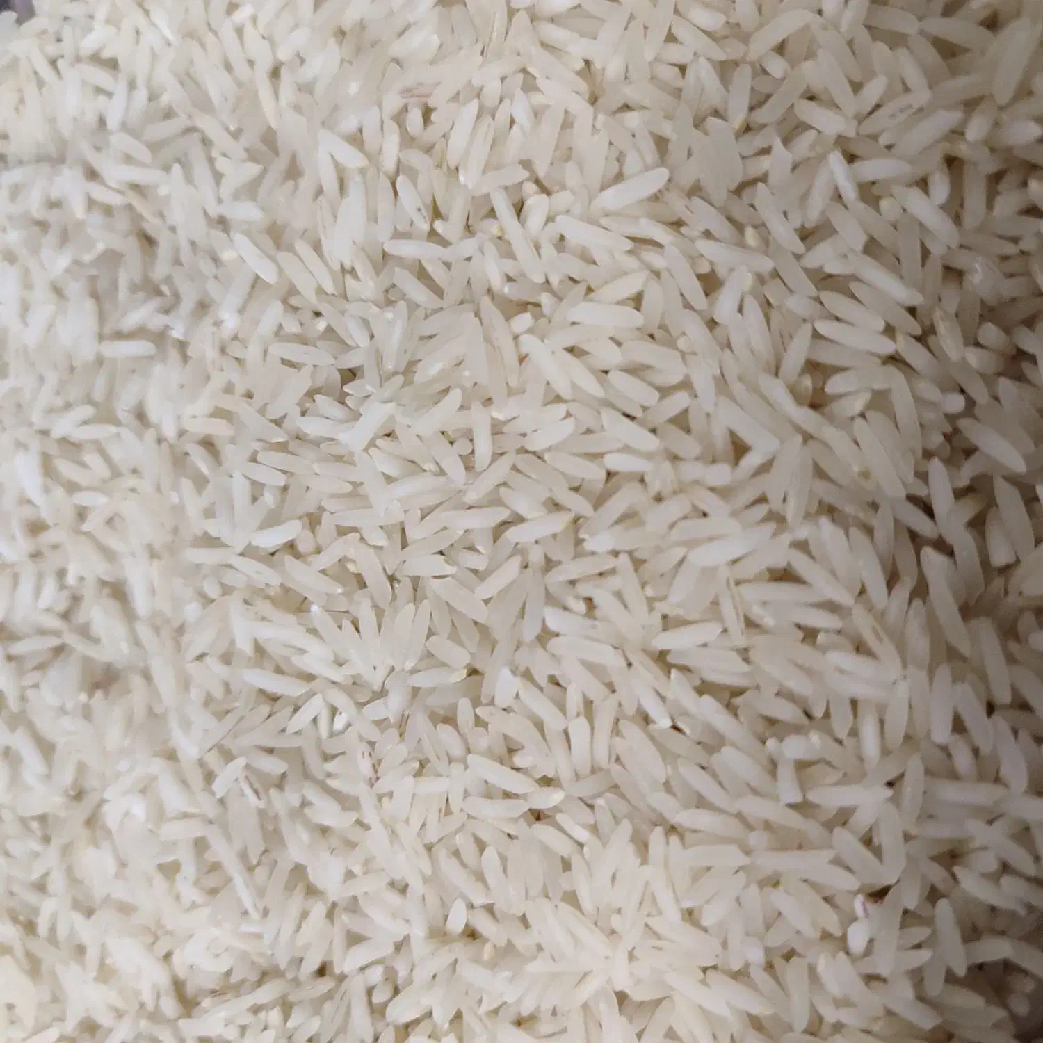 پخش فروش عمده زعفران قاعنات و برنج طارم و هاشمی|خوردنی و آشامیدنی|قرچک, زیبا شهر|دیوار