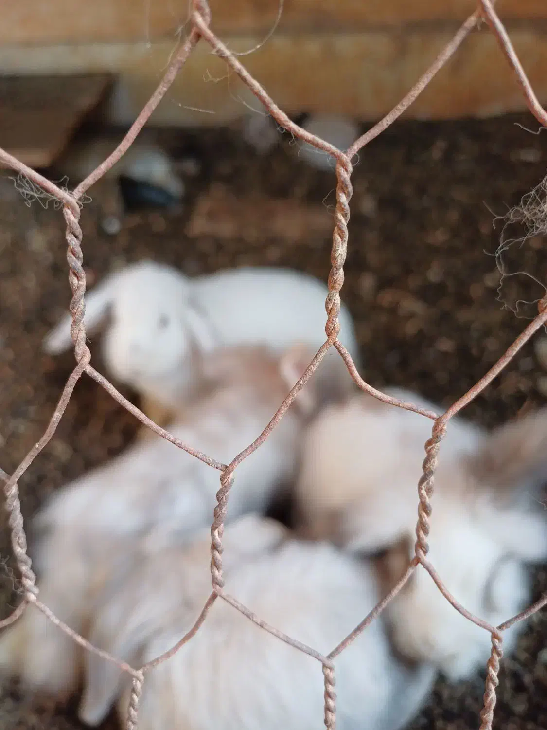 تعدادی خرگوش لپ.. یک جفت کوتوله|موش و خرگوش|رفسنجان, |دیوار