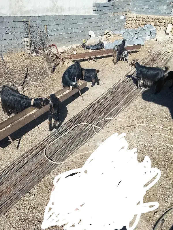 بز زاییده|حیوانات مزرعه|اندیکا, |دیوار