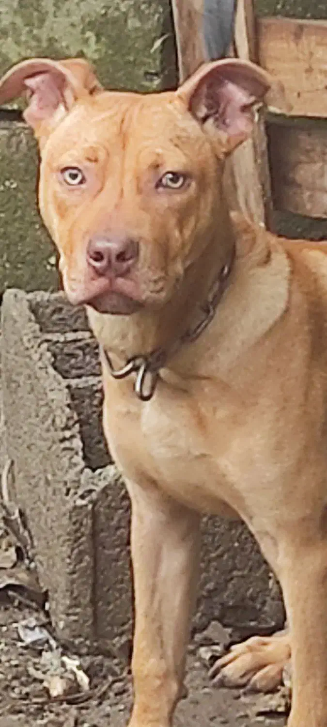 سگ پیت بول|سگ|رودسر, |دیوار