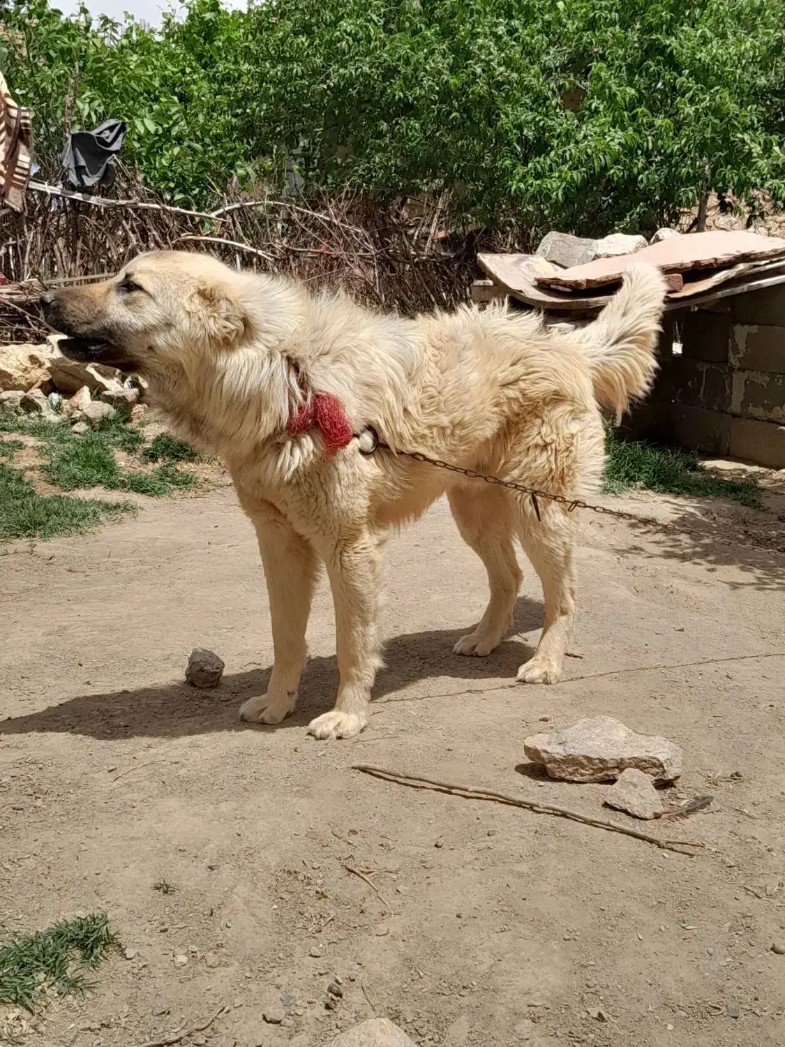 سگ نگهبان|سگ|بناب, |دیوار