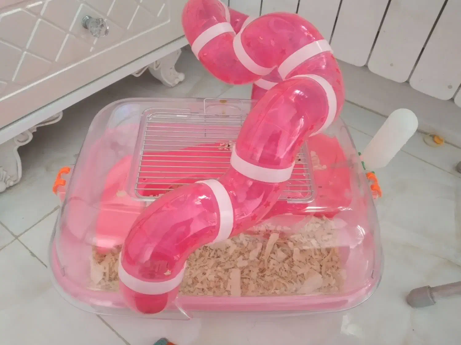 همستر مینیاتوری|موش و خرگوش|کرج, شهرک رازی (حصارک)|دیوار