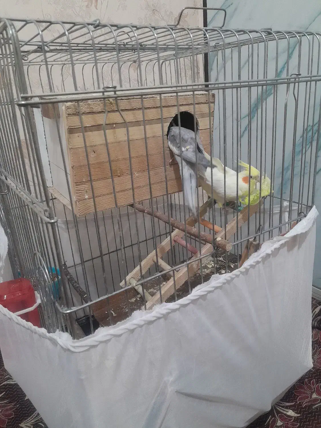 عروس هلندی|پرنده|فردوسیه, |دیوار