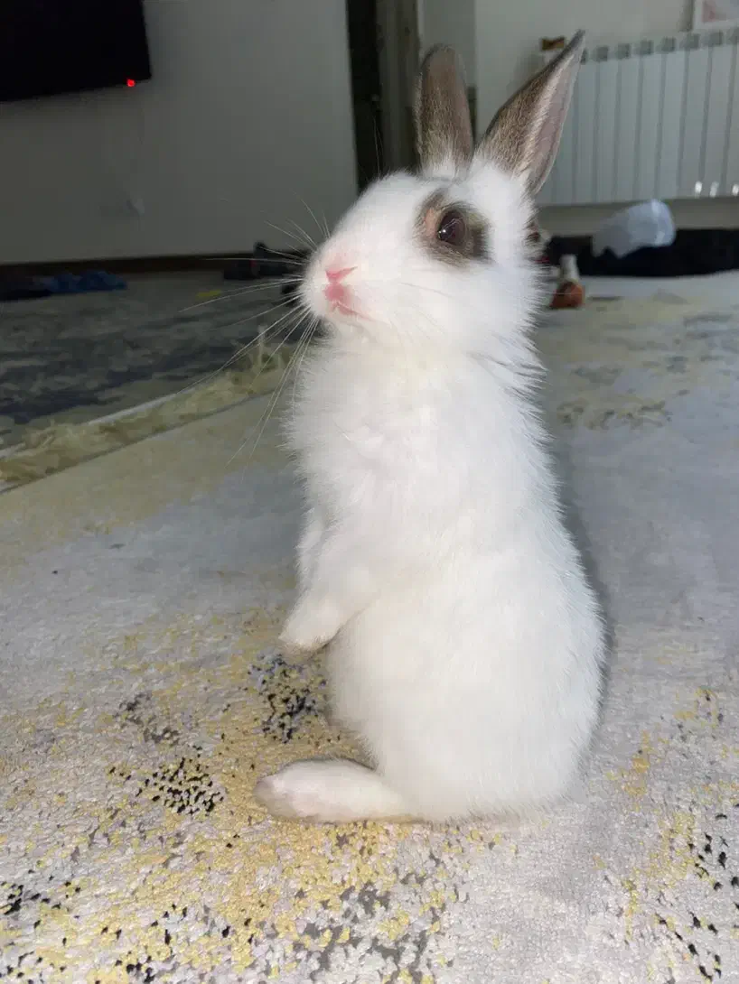 خرگوش مینی|موش و خرگوش|تهران, والفجر (افسریه)|دیوار