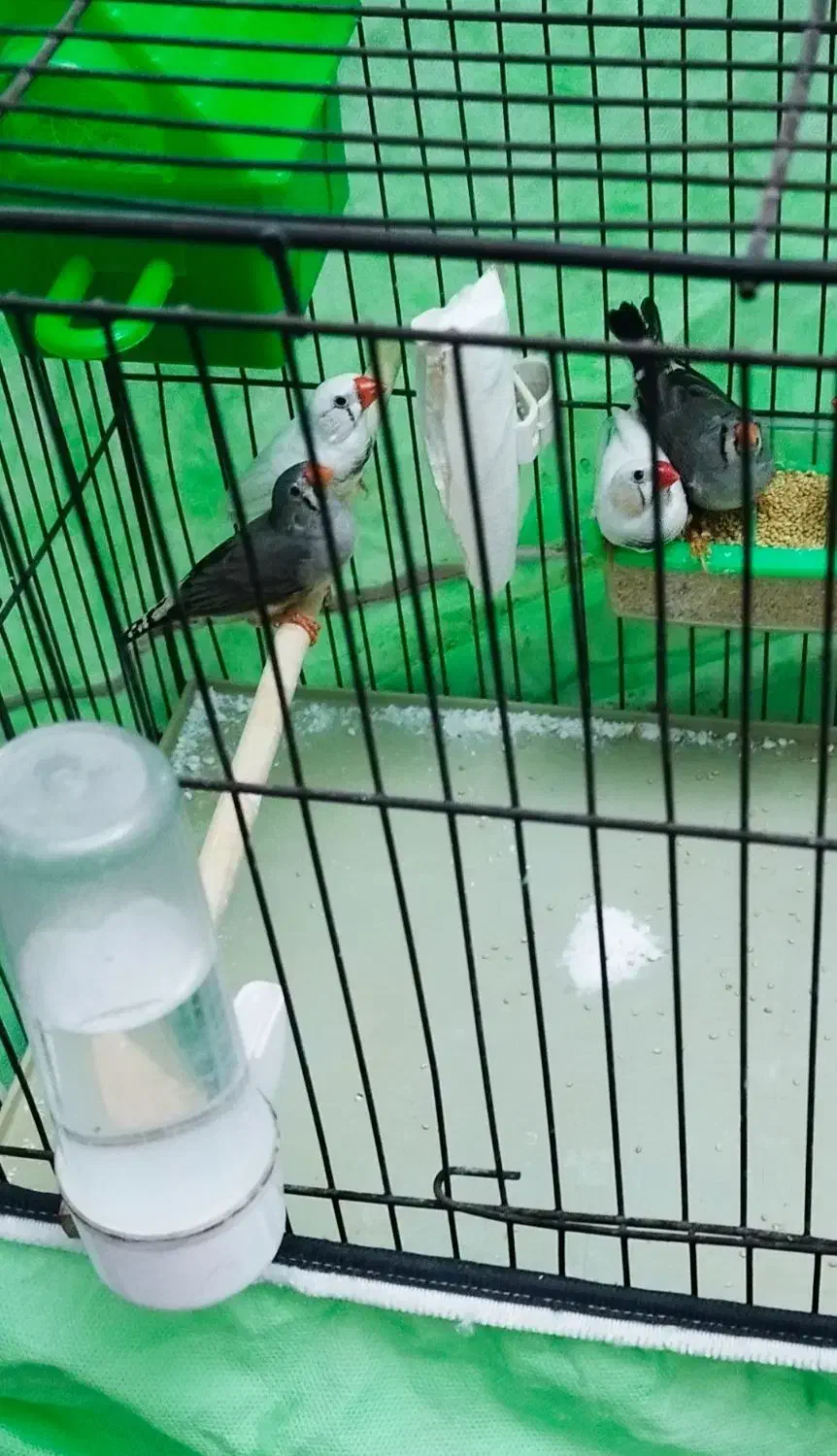 فنچ نر و ماده دونه ای صد تومن|پرنده|اندیشه, اندیشه فاز ۴|دیوار