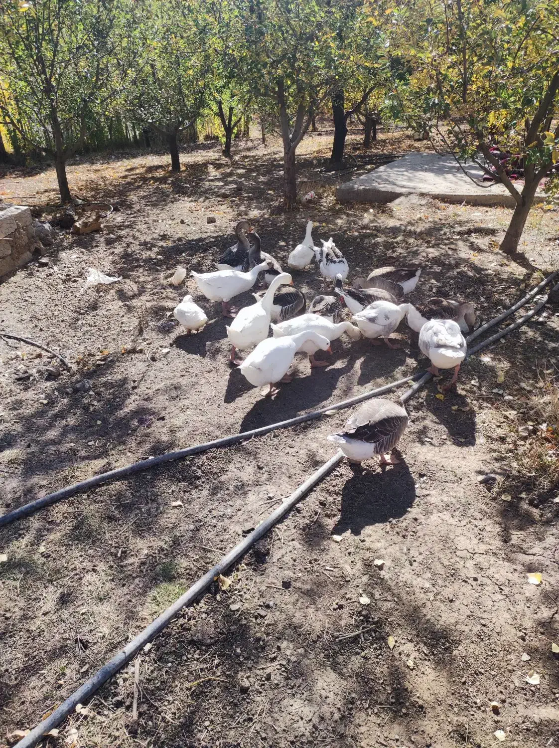 فروش|حیوانات مزرعه|هشترود, |دیوار