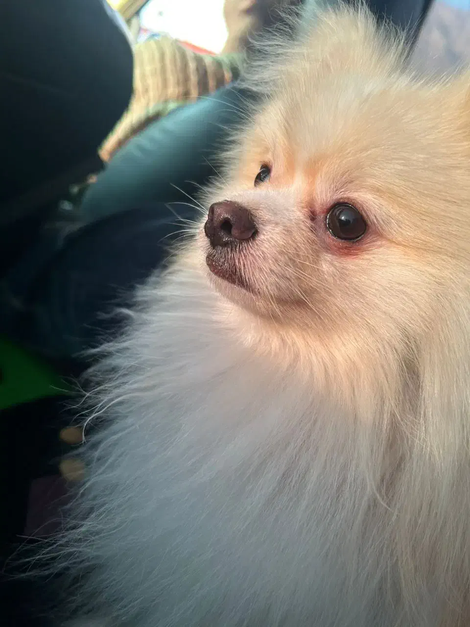 واگذاری سگ پامرانین|سگ|بندرعباس, |دیوار