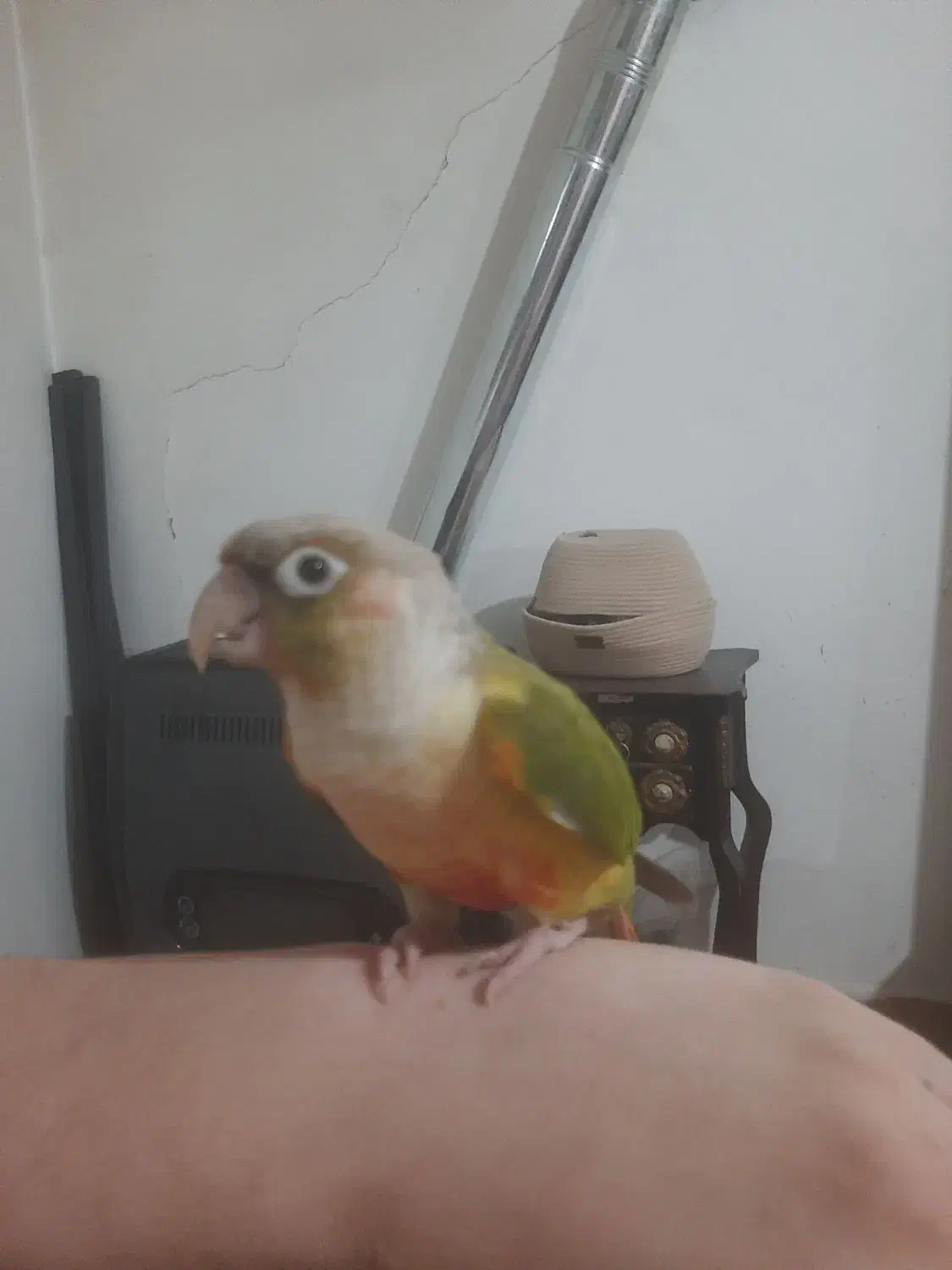 طوطی گیرینچیک رام سخنگو۸کلم حرف میزنه، معاوضه دارم|پرنده|بومهن, |دیوار