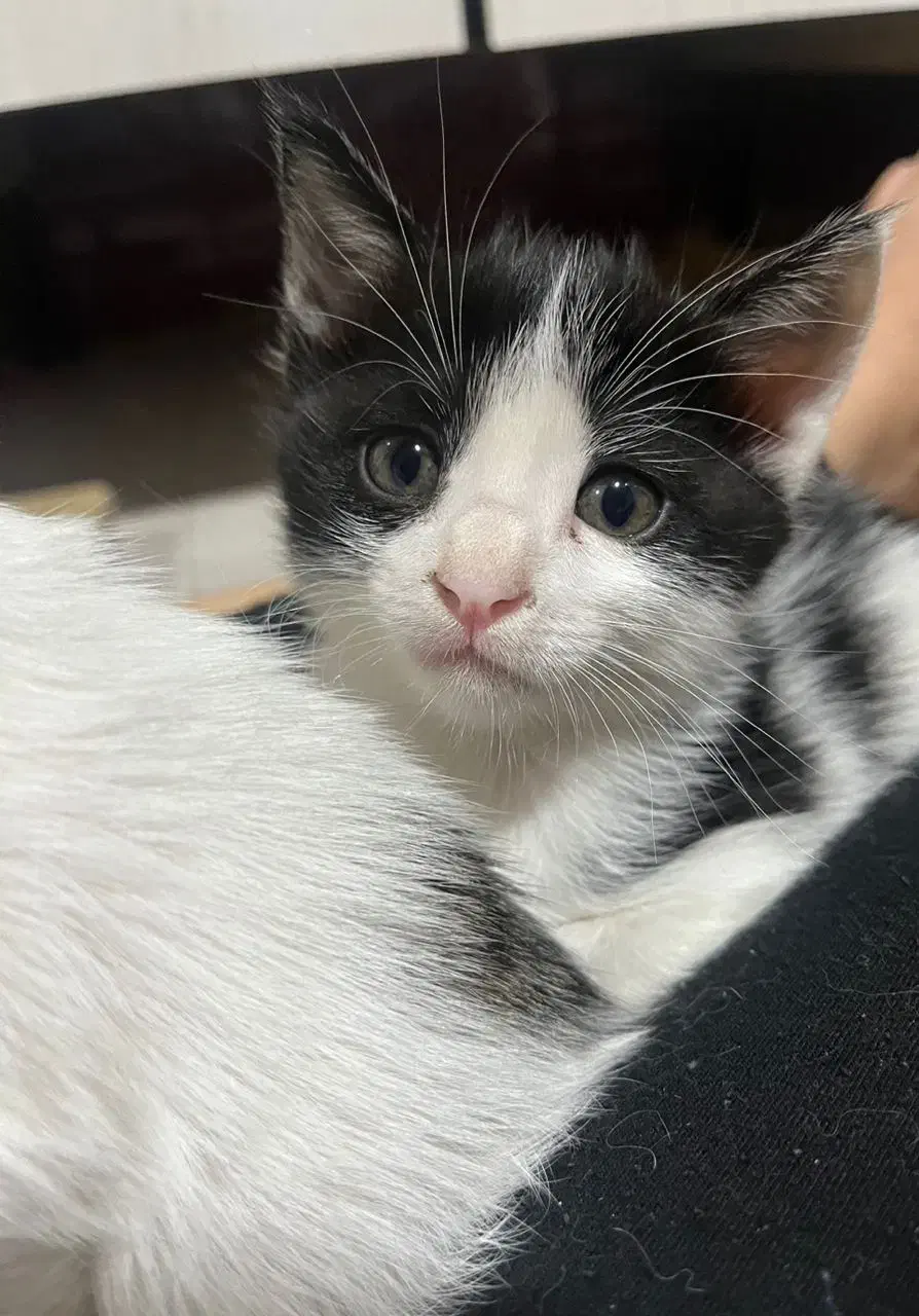 واگذاری گربه|گربه|بندر ماهشهر, |دیوار