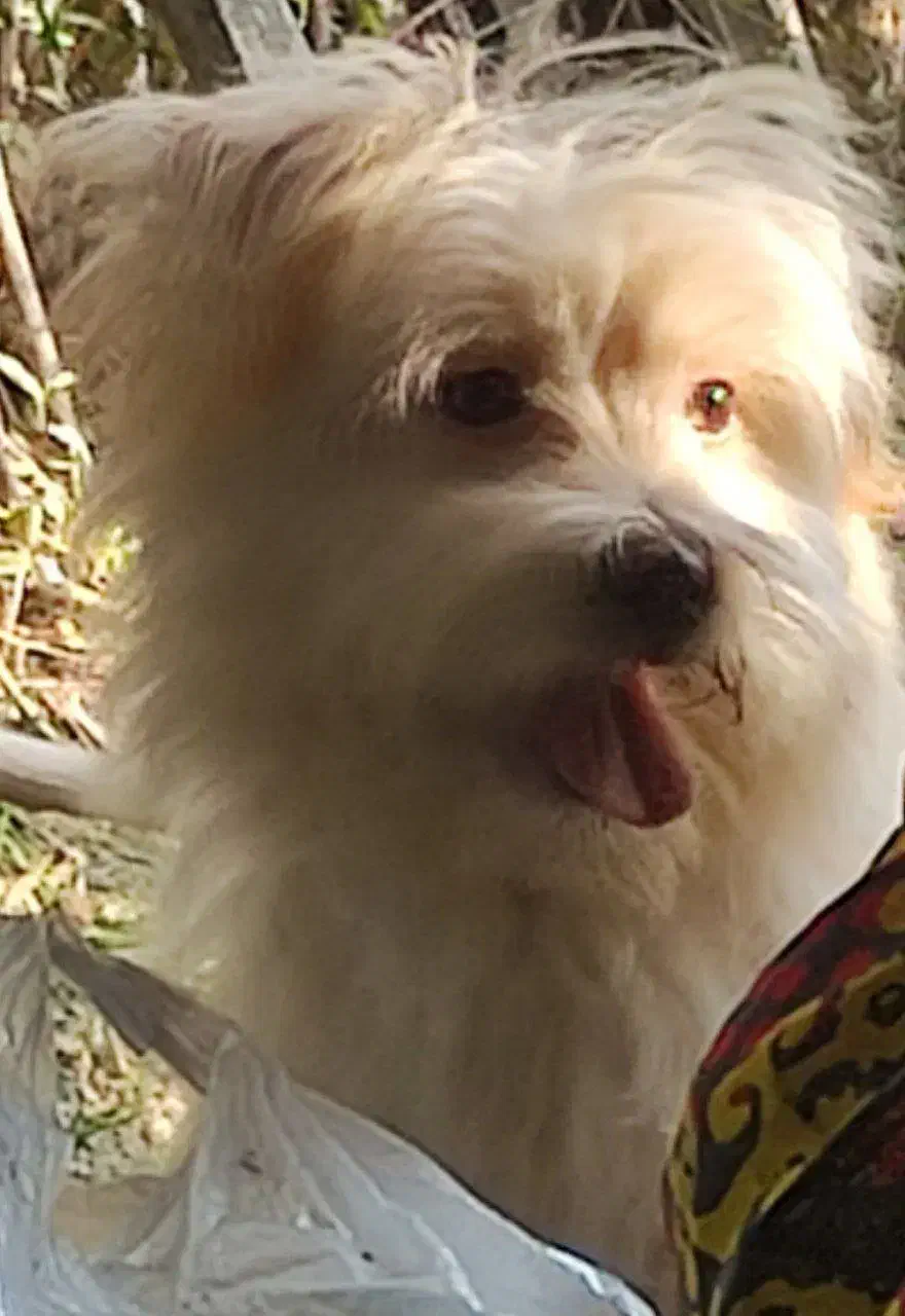 سگ نژاد شیتزو تریر|سگ|گرگان, |دیوار