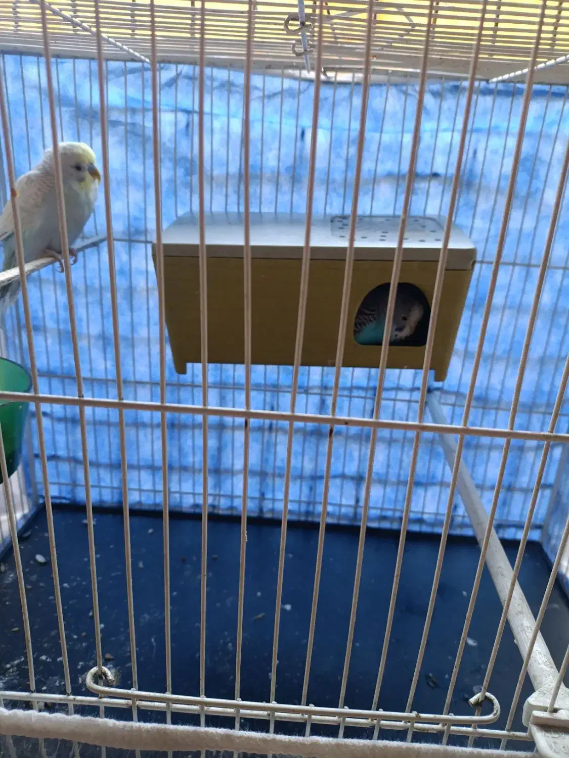 مرغ عشق|پرنده|مشهد, محمدآباد|دیوار